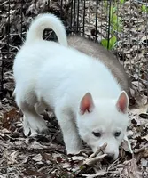 Faye, a female Siberian Husky for sale in Franklinville, NJ – Photo 6 of 8
