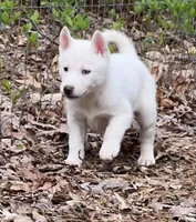 Faye, a female Siberian Husky for sale in Franklinville, NJ – Photo 5 of 8
