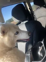 Rebel, a male Siberian Husky for sale in Franklinville, NJ – Photo 2 of 3