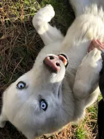 Rebel, a male Siberian Husky for sale in Franklinville, NJ – Photo 1 of 3