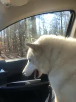 Rebel, a male Siberian Husky for sale in Franklinville, NJ – Photo 3 of 3