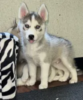 Max, a male Siberian Husky for sale in Franklinville, NJ – Photo 4 of 5