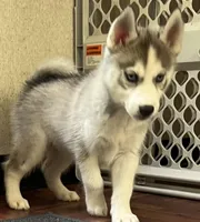 Max, a male Siberian Husky for sale in Franklinville, NJ – Photo 1 of 5