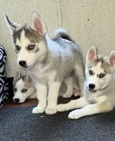 Max, a male Siberian Husky for sale in Franklinville, NJ – Photo 3 of 5