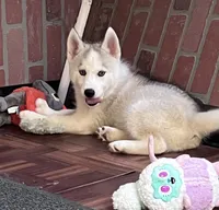 Majick, a male Siberian Husky for sale in Franklinville, NJ – 2 of 4