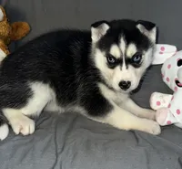 Shadow, a female Siberian Husky for sale in Franklinville, NJ – Photo 4 of 5