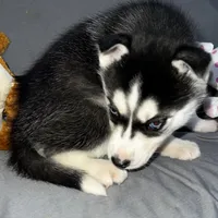 Shadow, a female Siberian Husky for sale in Franklinville, NJ – Photo 2 of 5