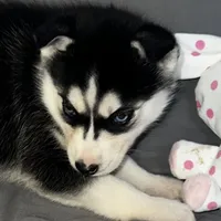 Shadow, a female Siberian Husky for sale in Franklinville, NJ – Photo 1 of 5