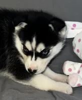 Shadow, a female Siberian Husky for sale in Franklinville, NJ – Photo 1 of 5