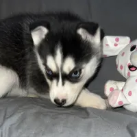 Shadow, a female Siberian Husky for sale in Franklinville, NJ – Photo 3 of 5