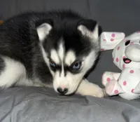 Shadow, a female Siberian Husky for sale in Franklinville, NJ – Photo 3 of 5