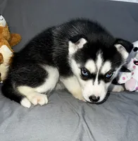 Shadow, a female Siberian Husky for sale in Franklinville, NJ – Photo 5 of 5