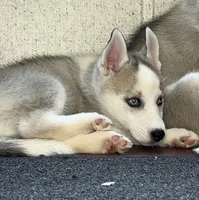 Zane, a male Siberian Husky for sale in Franklinville, NJ – Photo 3 of 4