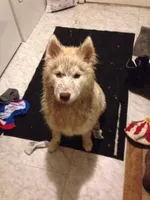 Xyla, a female Siberian Husky for sale in Franklinville, NJ – 3 of 3