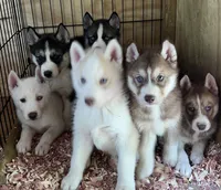 Rogue, a male Siberian Husky for sale in Franklinville, NJ – Photo 8 of 10