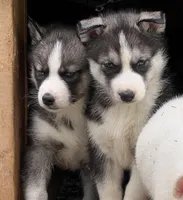 Rogue, a male Siberian Husky for sale in Franklinville, NJ – Photo 5 of 10