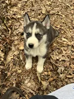 Rogue, a male Siberian Husky for sale in Franklinville, NJ – Photo 10 of 10