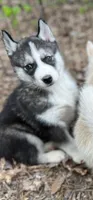Rogue, a male Siberian Husky for sale in Franklinville, NJ – Photo 3 of 10