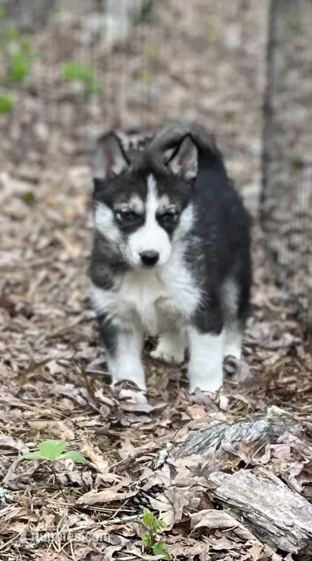 Rogue, a male Siberian Husky for sale in Franklinville, NJ – Photo 1 of 10