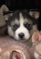 Rogue, a male Siberian Husky for sale in Franklinville, NJ – Photo 9 of 10
