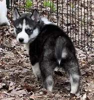 Rogue, a male Siberian Husky for sale in Franklinville, NJ – Photo 2 of 10
