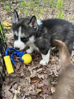 Rogue, a male Siberian Husky for sale in Franklinville, NJ – Photo 7 of 10