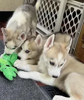 Shana, a female Siberian Husky for sale in Franklinville, NJ – Photo 4 of 5