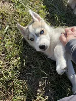 AKC Husky, a female Siberian Husky for sale in Franklinville, NJ – Photo 1 of 3
