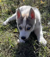 AKC Husky, a female Siberian Husky for sale in Franklinville, NJ – Photo 2 of 3