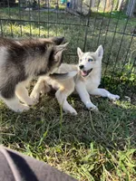 AKC Husky, a female Siberian Husky for sale in Franklinville, NJ – Photo 3 of 3
