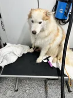 Xyla, a female Siberian Husky for sale in Franklinville, NJ – 2 of 3