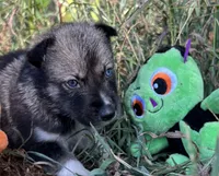 Zane, a male Siberian Husky for sale in Franklinville, NJ – Photo 3 of 3
