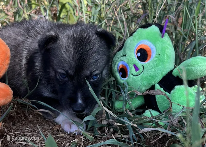 Zane, a male Siberian Husky for sale in Franklinville, NJ – Photo 1 of 3