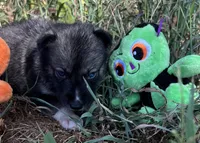 Zane, a male Siberian Husky for sale in Franklinville, NJ – Photo 1 of 3
