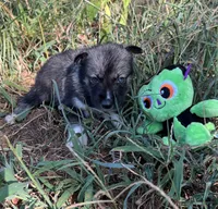 Zane, a male Siberian Husky for sale in Franklinville, NJ – Photo 2 of 3