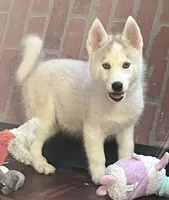 Majick, a male Siberian Husky for sale in Franklinville, NJ – 4 of 4