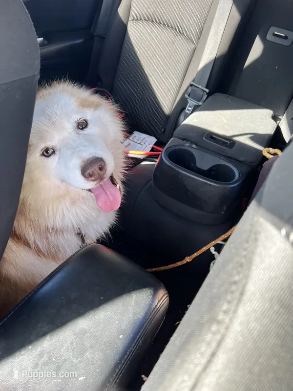 Xyla – Siberian Husky puppy for sale in Franklinville, NJ