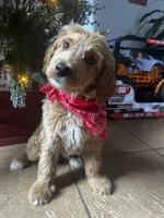 F1b Dasher, a male Goldendoodle for sale in Dodd City, TX – Photo 1 of 5