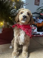 F1b Dasher, a male Goldendoodle for sale in Dodd City, TX – Photo 5 of 5