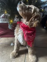 F1b Dasher, a male Goldendoodle for sale in Dodd City, TX – Photo 4 of 5