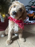 F1b Dasher, a male Goldendoodle for sale in Dodd City, TX – Photo 3 of 5