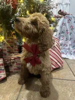 F1b Kringle, a male Goldendoodle for sale in Dodd City, TX – Photo 6 of 7