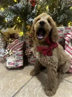 F1b Kringle, a male Goldendoodle for sale in Dodd City, TX – Photo 7 of 7