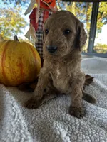 F1b Kringle, a male Goldendoodle for sale in Dodd City, TX – Photo 5 of 7