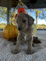 F1b Kringle, a male Goldendoodle for sale in Dodd City, TX – Photo 3 of 7