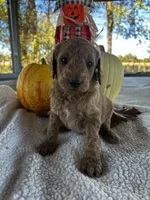 F1b Kringle, a male Goldendoodle for sale in Dodd City, TX – Photo 2 of 7