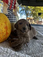 F1b Kringle, a male Goldendoodle for sale in Dodd City, TX – Photo 4 of 7