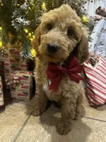 F1b Kringle, a male Goldendoodle for sale in Dodd City, TX – Photo 1 of 7