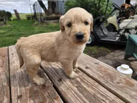 Lt Female , a female Goldendoodle for sale in Leon, KS – Photo 2 of 6