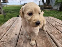 Lt Female , a female Goldendoodle for sale in Leon, KS – Photo 3 of 6